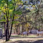 Devil’s Den Horse Camp