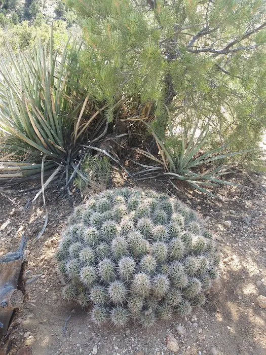 Packsaddle Campground 5