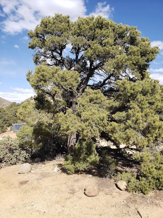 Packsaddle Campground 8