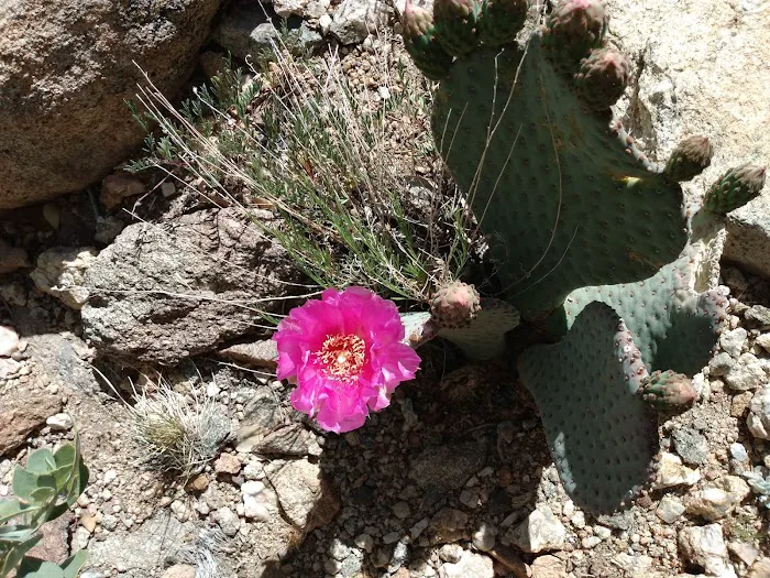 Windy Point Campground 5