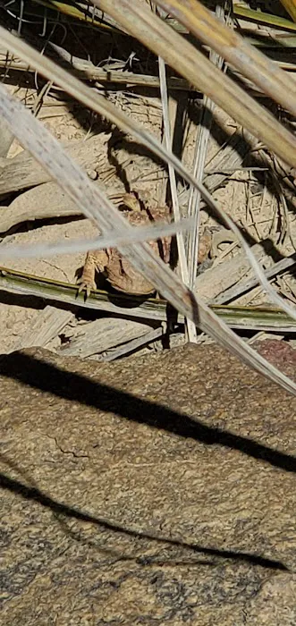 Windy Point Campground 7
