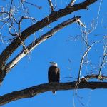 Cottonwood Campground