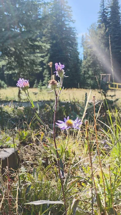Clover Flats Campground 5