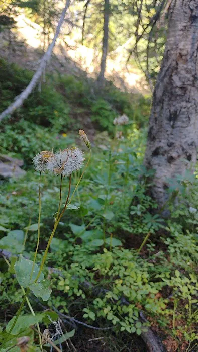 Clover Flats Campground 4