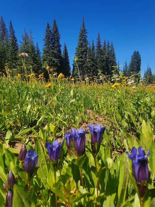Clover Flats Campground 7
