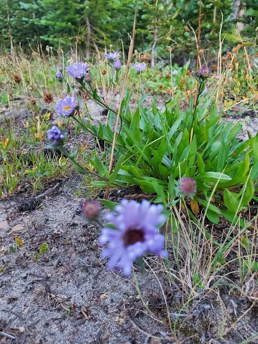 Clover Flats Campground 9