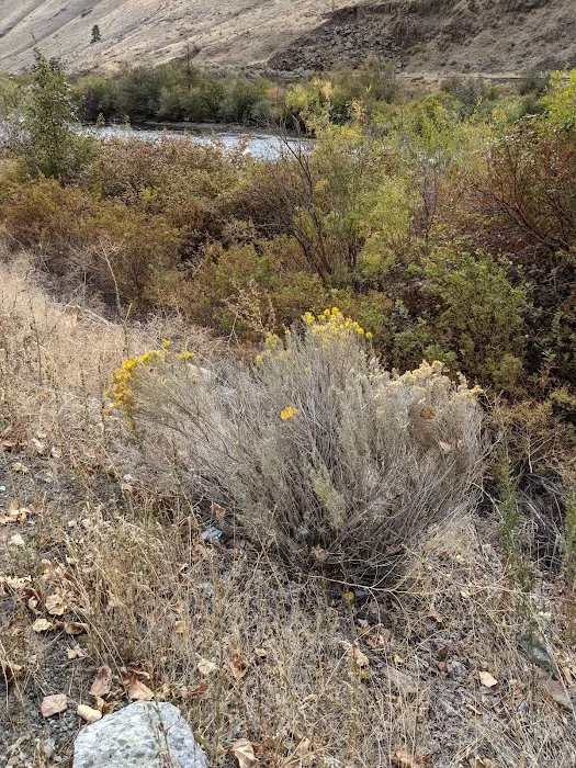 Bighorn Campground 5