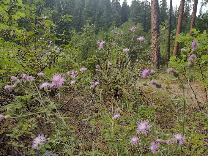 Sawmill Flat Campground 9