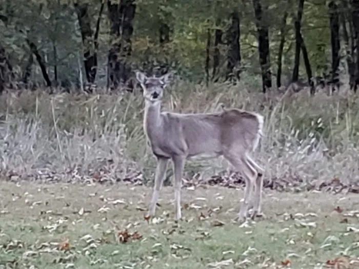 Cherokee Campground 5