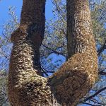 Shockaloe Base Camp I