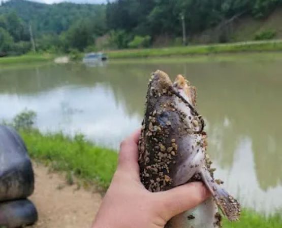 Strong's Pay Lake, Campgrounds, & Driving Range