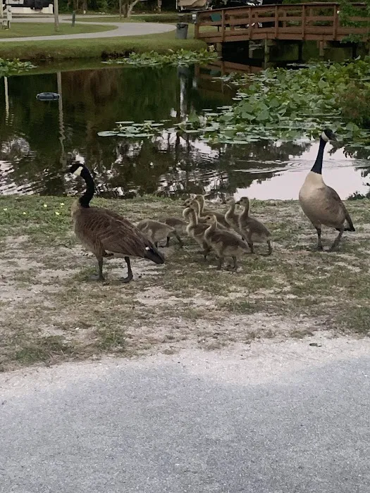 Whispering Pines RV Park & Campground 2