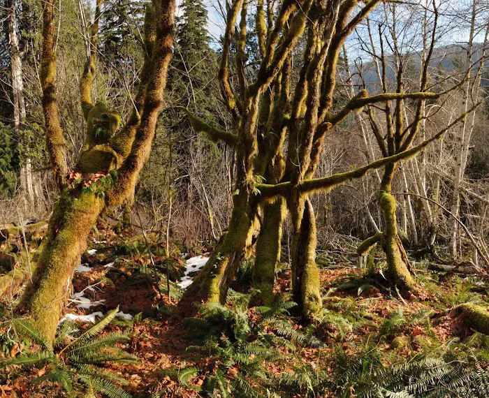 O' Neil Creek 6