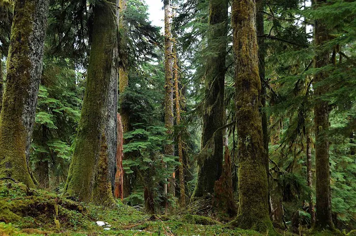O' Neil Creek 9