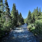Limber Pine Campground
