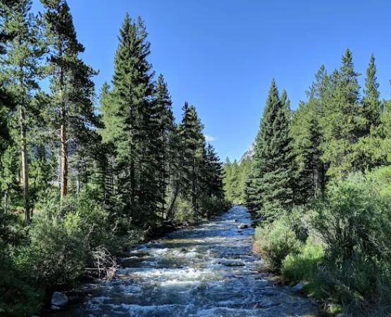 Limber Pine Campground