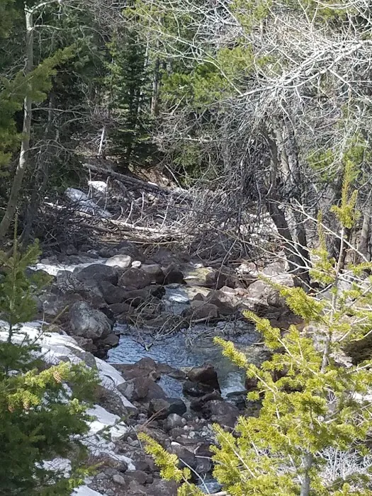 Limber Pine Campground 8