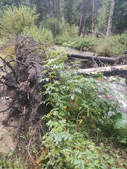 Basin Campground 7