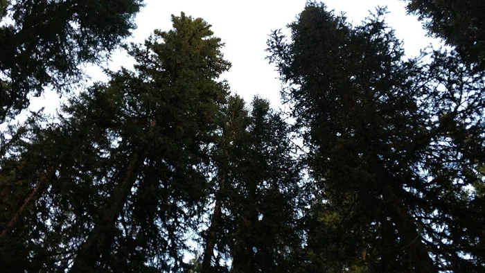 Langohr Springs Campground 1
