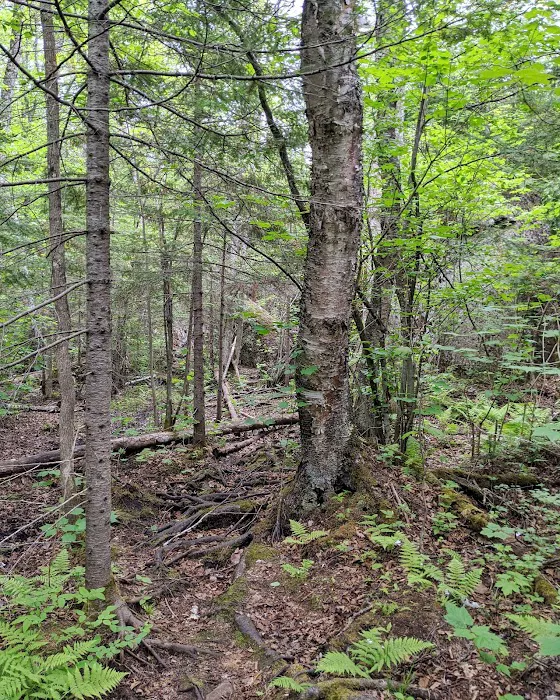 Reeves Falls Camp 1