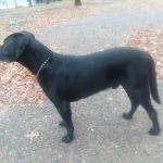 Salisbury Campground