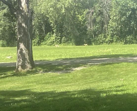 Finstad's Oak Haven Campground