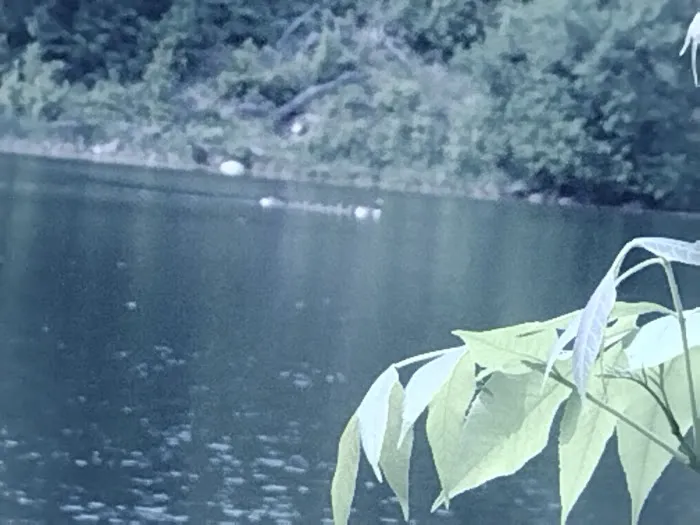 Maplewood Group Camp 9