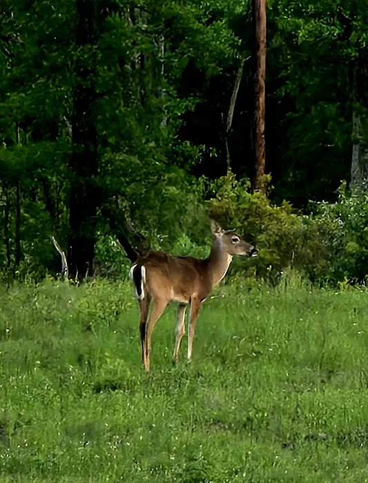 Caney Trails RV Resort 4