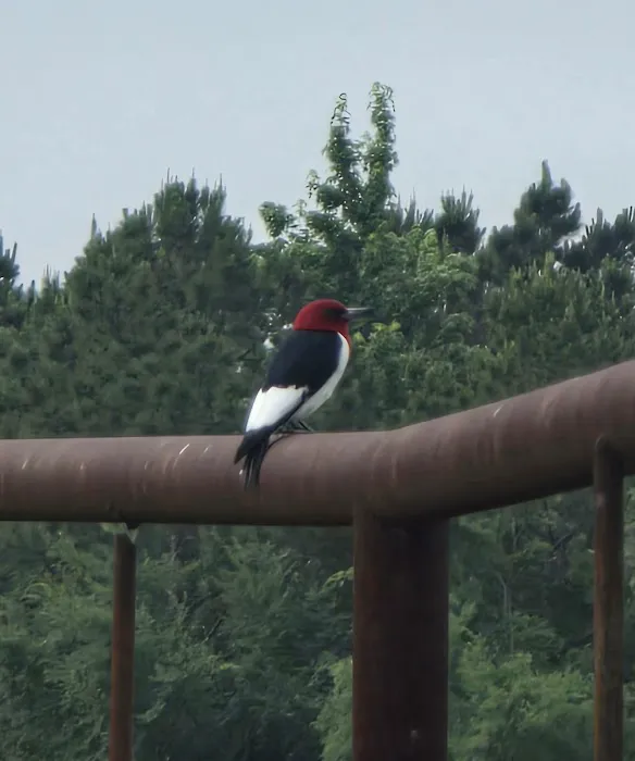 Caney Trails RV Resort 7