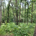 Tyler State Park Cedar Point Campgrounds