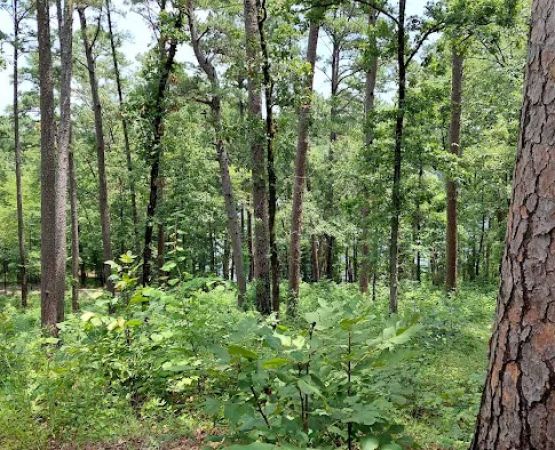 Tyler State Park Cedar Point Campgrounds