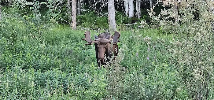 Olnes Pond Campground 4