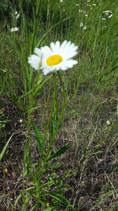 Spring Creek Campground 4