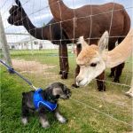 Wallowa Lake State Park - E loop