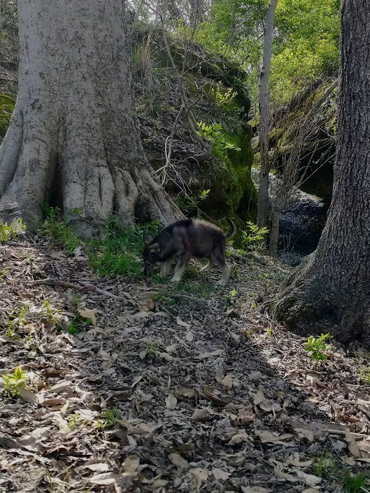 Saint Francisville Riverside Park & Campground 9