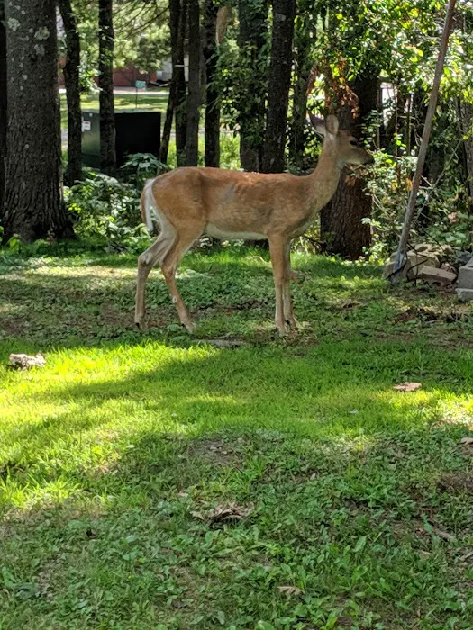 Camp Cleghorn 4