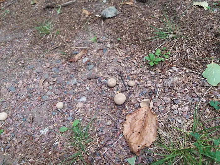 Twin Lakes Campground 8