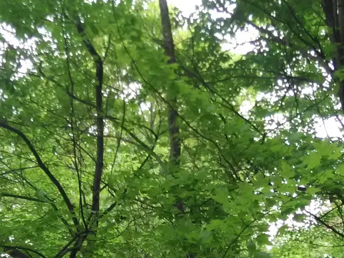 Pine Harbor Campground 3