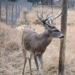 Chapman Lake Campgrounds(Showers)