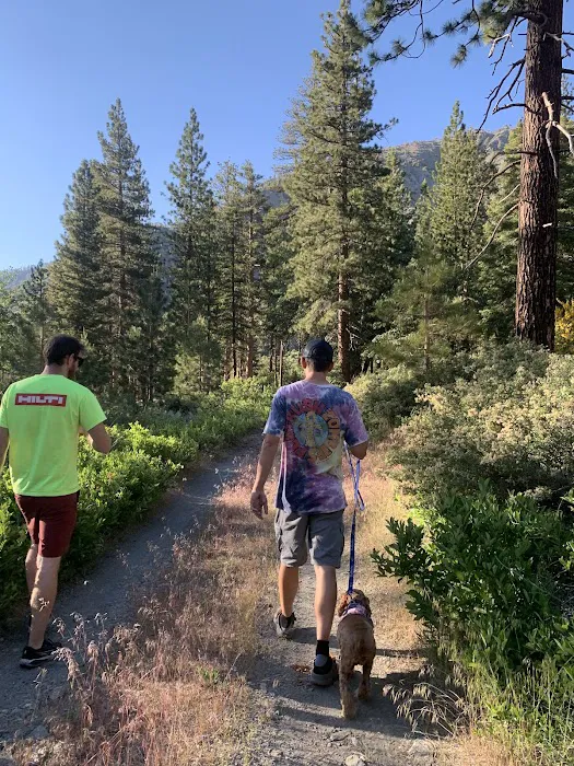 Lupine Campground 1