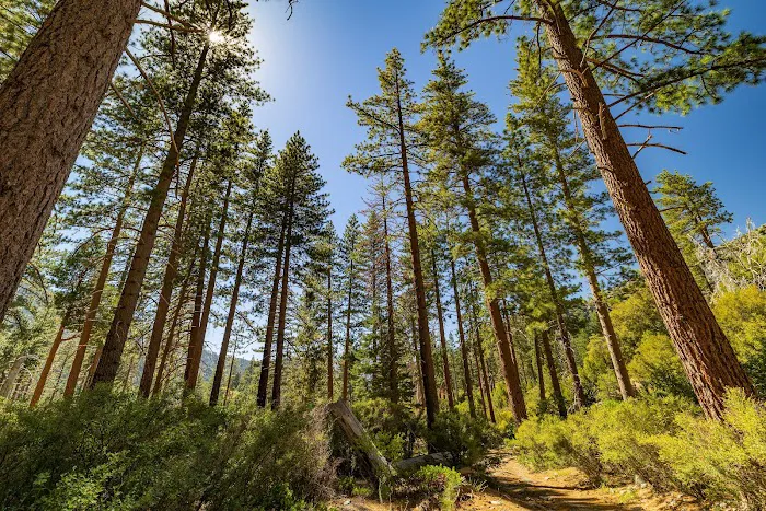 Lupine Campground 6