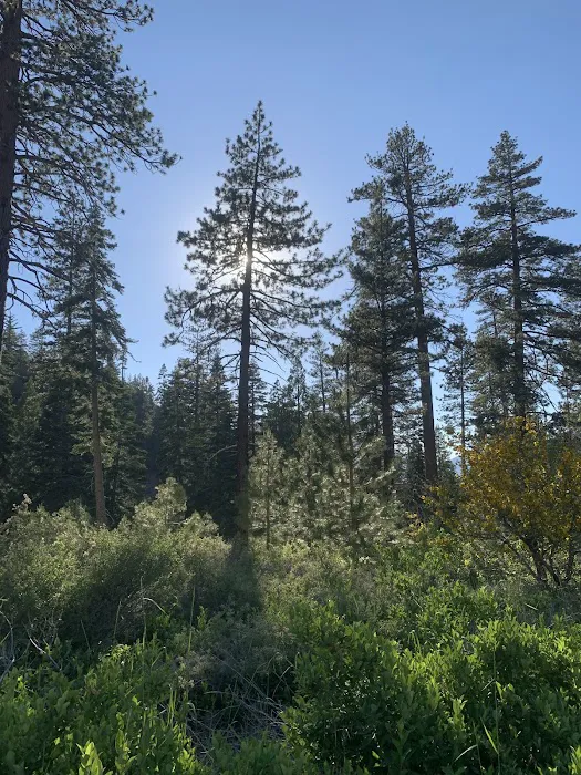 Lupine Campground 8