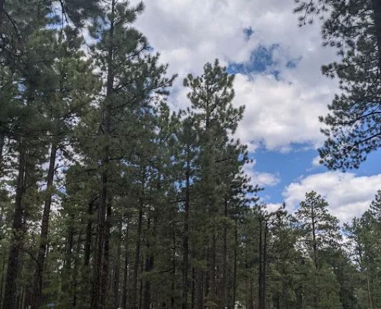 Rolfe C. Hoyer Campground