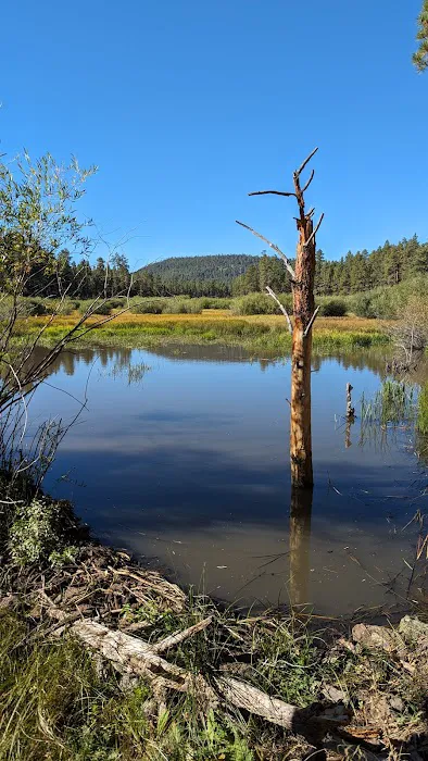Benny Creek Campground 8