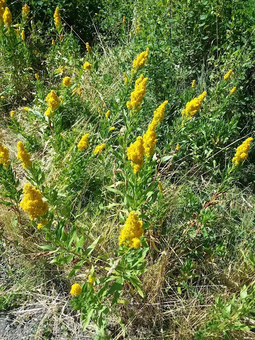 Trout Farm Campground 4