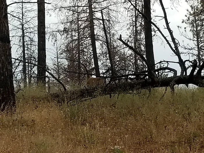 Malheur National Forest Wickiup Campground 7