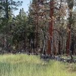 Mud Springs Horse Camp