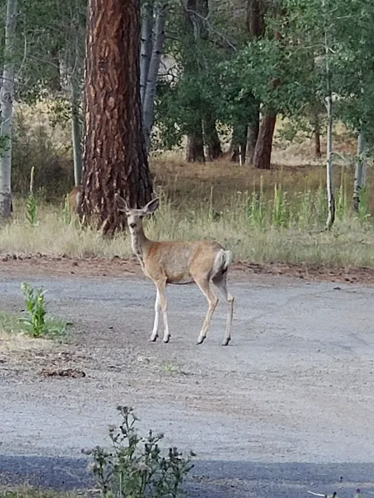 Frazier Springs Campground 5