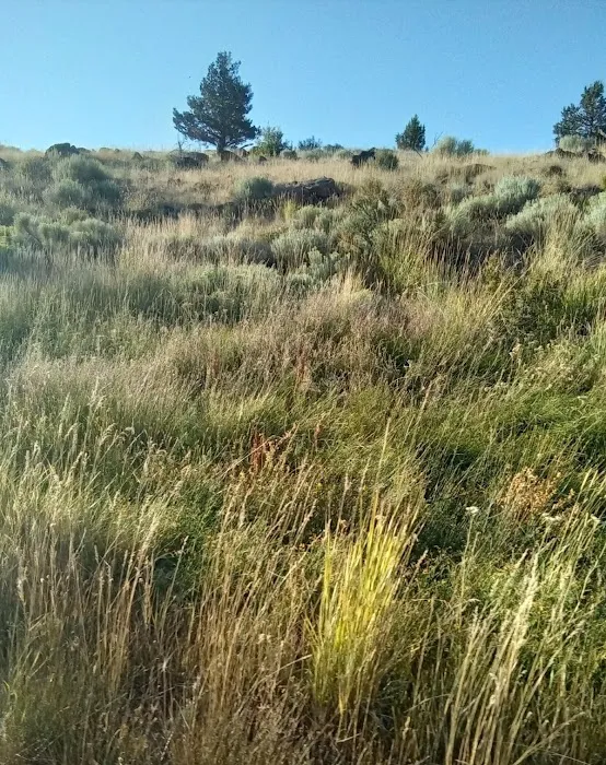 Ramhorn Springs Campground 2
