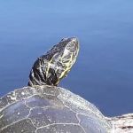 Brush Lake Campground